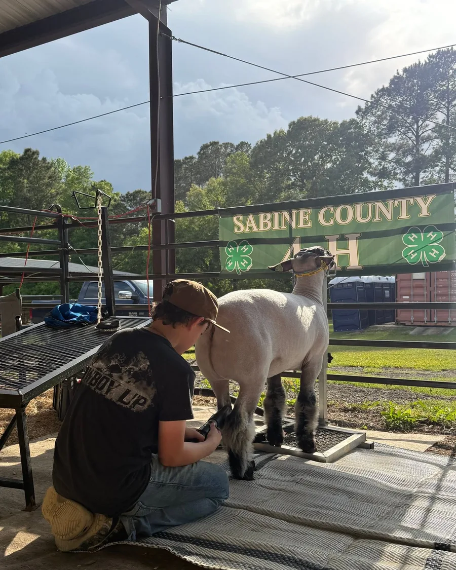 An exhibitor grooming a lamb with a Sabine County 4-H banner in frame