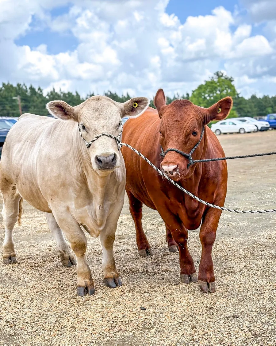 Two head of cattle facing the camera in an outdoor portrait at the Show