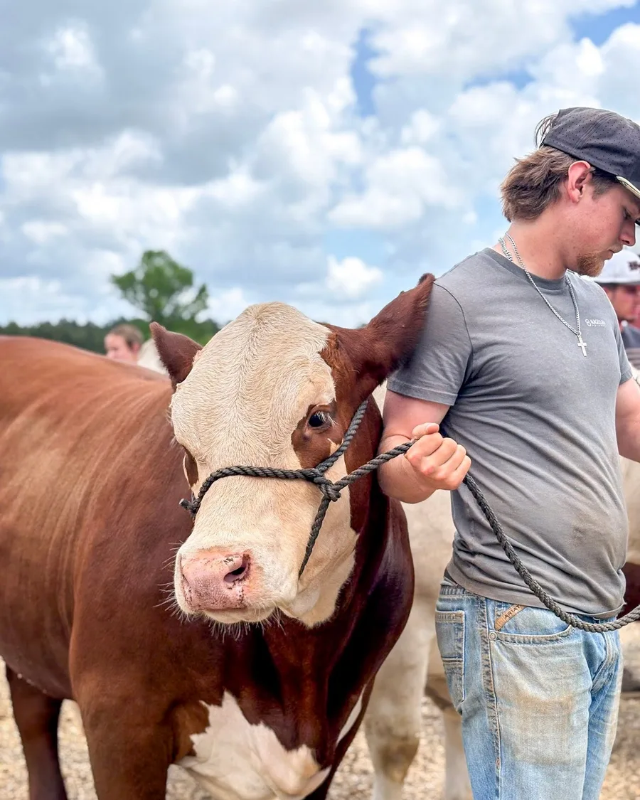 A young exhibitor leading a Hereford bull in an outdoor portrait