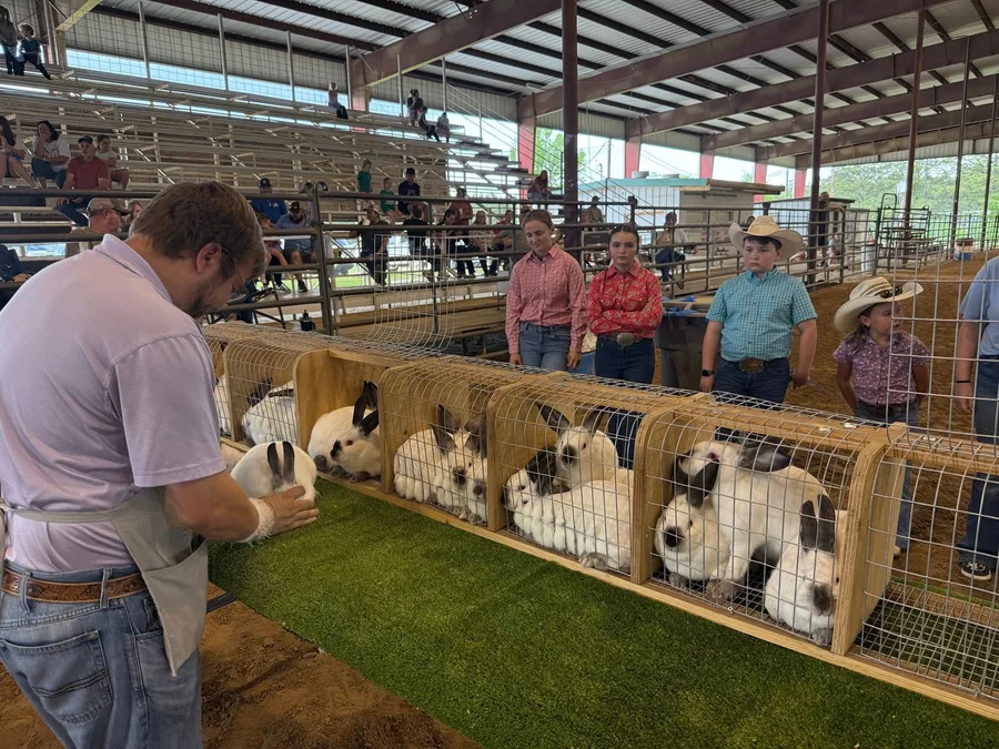 A handler showing rabbits at a judging table at the Show