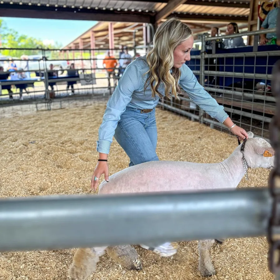 A young exhibitor in a showmanship stance with a sheep